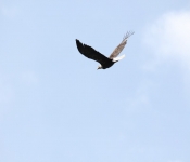 2015 03 015 Eagles028